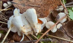 Attēlu rezultāti vaicājumam “Sistotrema confluens”