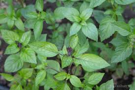 Image result for Basilikum