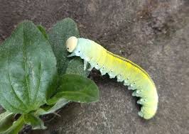 Attēlu rezultāti vaicājumam “Cimbex femoratus larva”