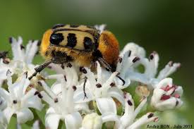 Attēlu rezultāti vaicājumam “Trichius fasciatus”