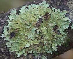 Attēlu rezultāti vaicājumam “Flavoparmelia caperata”