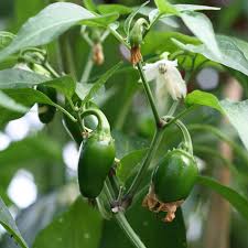 Afbeeldingsresultaat voor jalapeno early hot pepper