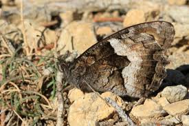 Attēlu rezultāti vaicājumam “Hipparchia alcyone underside”