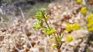 Attēlu rezultāti vaicājumam “Scleranthus annuus flower”