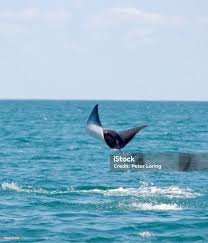 Image result for Mobula alfredi