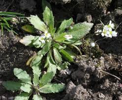 Attēlu rezultāti vaicājumam “Erophila verna flower”