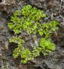 Attēlu rezultāti vaicājumam “Fossombronia wondraczekii”