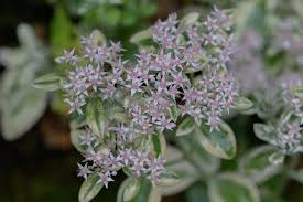 Attēlu rezultāti vaicājumam “Hylotelephium telephium flower”