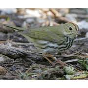 Image result for Seiurus noveboracensis