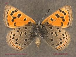 Attēlu rezultāti vaicājumam “Lycaena phlaeas female”