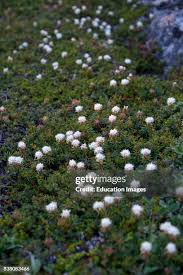 Attēlu rezultāti vaicājumam “Ledum palustre leaf”