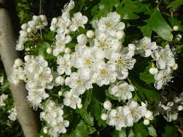 Attēlu rezultāti vaicājumam “Crataegus monogyna subsp. nordica”