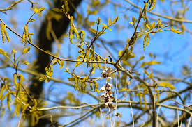 Attēlu rezultāti vaicājumam “Pterocarya fraxinifolia male flower”