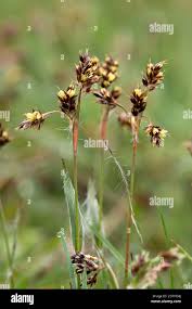 Attēlu rezultāti vaicājumam “Luzula campestris flower”
