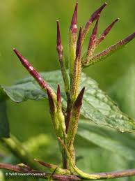 Attēlu rezultāti vaicājumam “Sinapis arvensis”