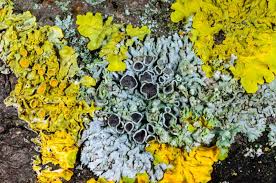 Attēlu rezultāti vaicājumam “Physcia aipolia”