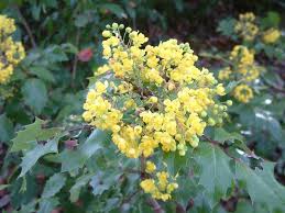 Attēlu rezultāti vaicājumam “Mahonia aquifolium”