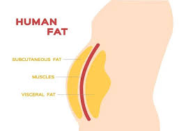 Image result for fat