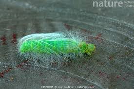 Attēlu rezultāti vaicājumam “Acronicta leporina larva”