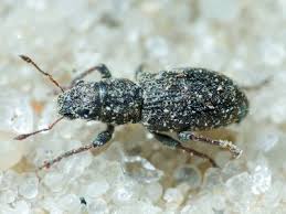 Attēlu rezultāti vaicājumam “Tetratoma fungorum”