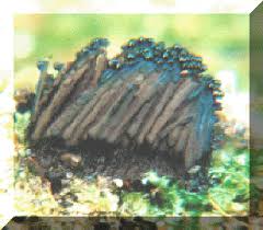 Attēlu rezultāti vaicājumam “Stemonitis axifera spores”