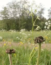 Attēlu rezultāti vaicājumam “Microbotryum tragopogonis - pratensis”