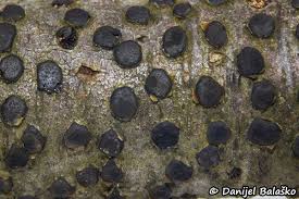 Attēlu rezultāti vaicājumam “Diatrype disciformis”