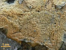 Attēlu rezultāti vaicājumam “Hyphodontia barba-jovis”