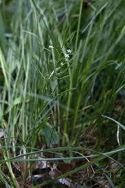 Attēlu rezultāti vaicājumam “Thesium ebracteatum”