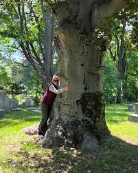 Attēlu rezultāti vaicājumam “Fagus sylvatica”