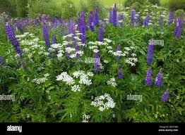 Attēlu rezultāti vaicājumam “Sium latifolium flower”