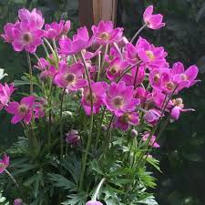 Attēlu rezultāti vaicājumam “Anemone sylvestris”