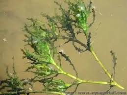 Attēlu rezultāti vaicājumam “Najas marina”