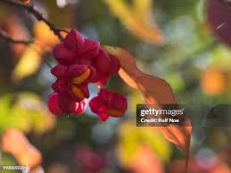 Attēlu rezultāti vaicājumam “Euonymus europaeus fruit”