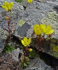 Attēlu rezultāti vaicājumam “Saxifraga hirculus flower”
