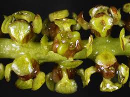 Attēlu rezultāti vaicājumam “Potamogeton trichoides leaf”