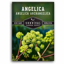 Attēlu rezultāti vaicājumam “Angelica archangelica”