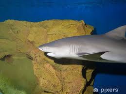 Image result for Negaprion brevirostris