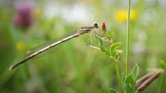 Attēlu rezultāti vaicājumam “Platycnemis pennipes”