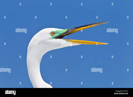 Attēlu rezultāti vaicājumam “Egretta alba adult”