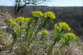Attēlu rezultāti vaicājumam “Euphorbia cyparissias fruit”
