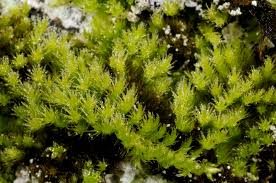 Attēlu rezultāti vaicājumam “Homalothecium sericeum”