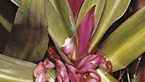 Attēlu rezultāti vaicājumam “Commelinaceae”