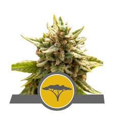 Attēlu rezultāti vaicājumam “Cannabis sativa fruit”
