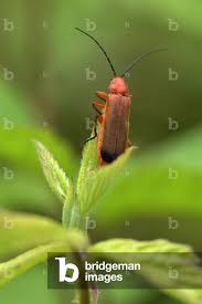 Attēlu rezultāti vaicājumam “Rhagonycha fulva”