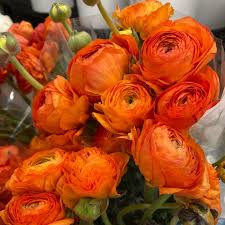 Attēlu rezultāti vaicājumam “Ranunculus mendax flower”