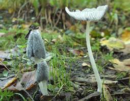 Attēlu rezultāti vaicājumam “Coprinus lagopus”
