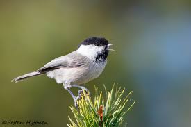 Attēlu rezultāti vaicājumam “Passeriformes”
