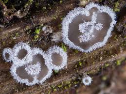 Attēlu rezultāti vaicājumam “Lachnella alboviolascens”