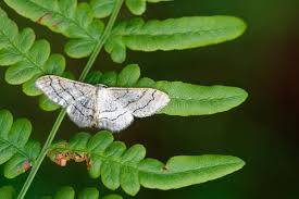Attēlu rezultāti vaicājumam “Idaea biselata”